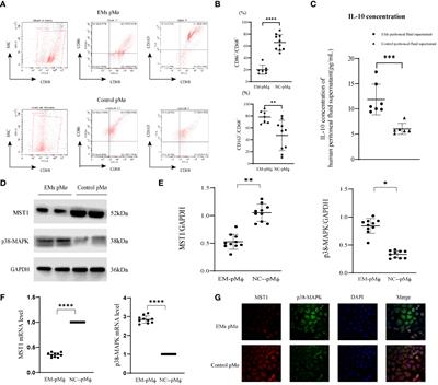 Deficiency of MST1 in endometriosis related peritoneal macrophages promoted the autophagy of ectopic endometrial stromal cells by IL-10